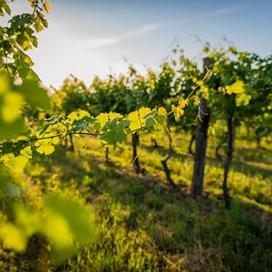 Château Lagrange —La Revue du vin de France