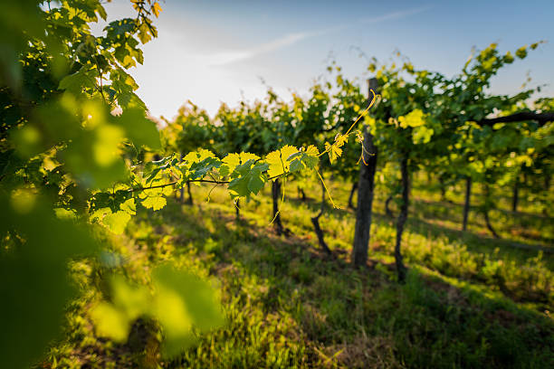 Château Lagrange —La Revue du vin de France